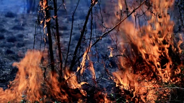 Flame-of-bushfire--with-recorded-sound.