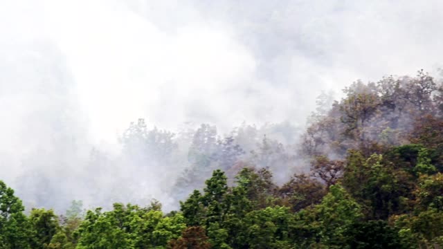 ein-Lauffeuer-auf-Berg,-Thailand-(Pan-erschossen)