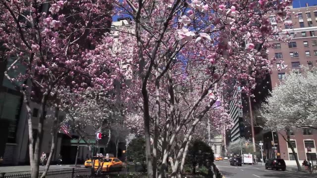 NUEVA-YORK---30-de-marzo-de-2016:-Time-Lapse-de-tulipanes-floreciendo-en-la-Avenida-de-parque-en-New-York-City
