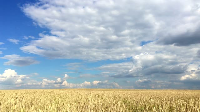 Weizen-Feld-an-einem-sonnigen-Tag