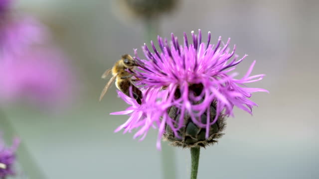 Sammeln-von-Pollen-Biene