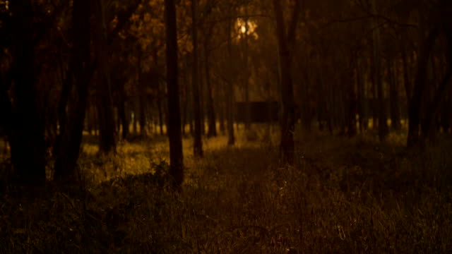 Misty-silencioso-bosque-en-primavera-con-hermosos-brillantes-rayos-de-sol