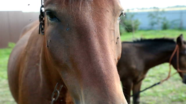 Closeup-de-un-caballo-en-la-naturaleza