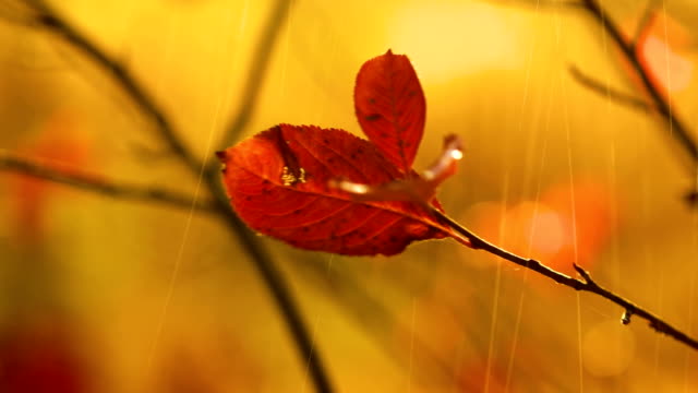 Autumn-rain-close-up