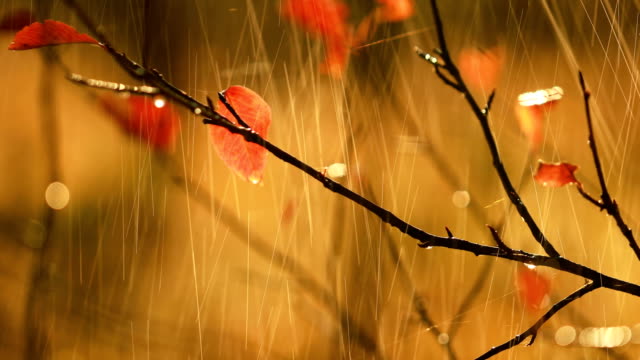 Herbst-Regen-Nahaufnahme