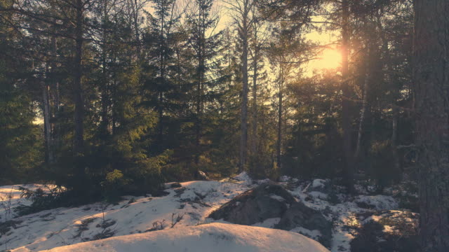 Drone-shot-flying-through-the-woods-at-sunset.-Aerial-movement-in-snowy-spruce-forest.-Flying-over-stone-rock,-beautiful-nature-background