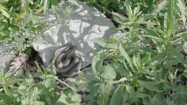 overhead-view-of-a-snake-sunning-itself-at-glacier-national-park