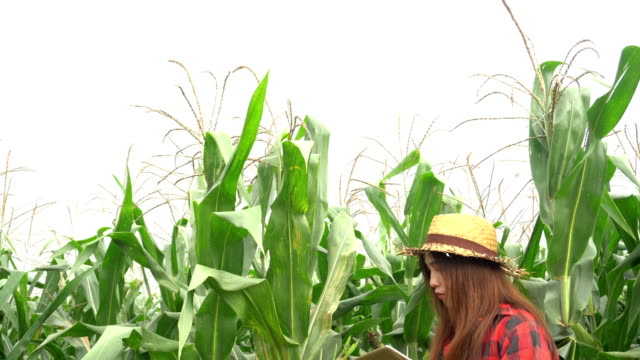 Agricultores-asiáticos-alegre
