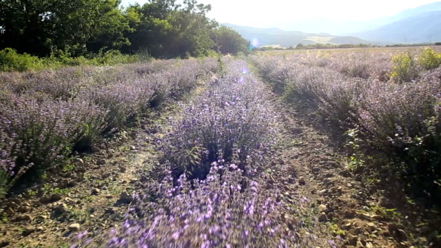 Walking-in-a-lavender-field-on-a-sunny-day
