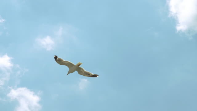 Las-gaviotas-vuelan-en-el-cielo-sobre-el-mar-desde-un-barco-en-Italia.