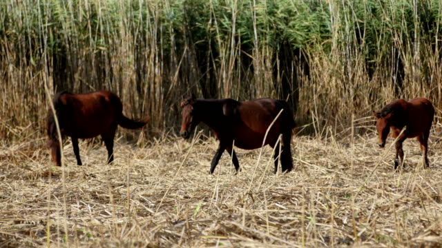 Wilde-Pferde-im-Donaudelta,-Letea-Wald