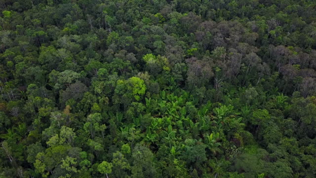 Drone-flight-over-impenetrable-green-rainforest,-West-Papua,-Indonesia