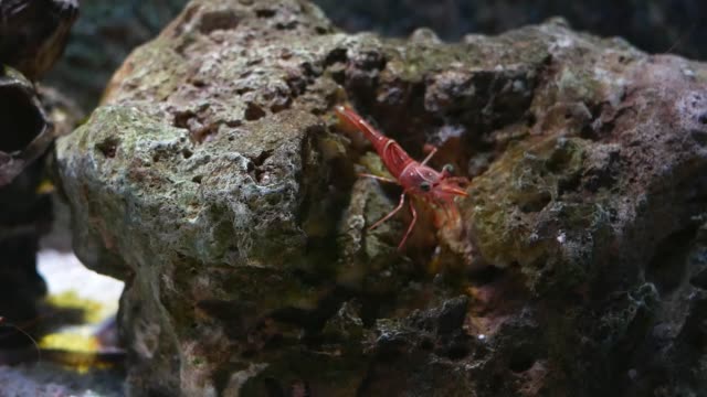 Hinge--beak-shrimp,-It-is-beautiful-small-shrimp-in-fish-tank.