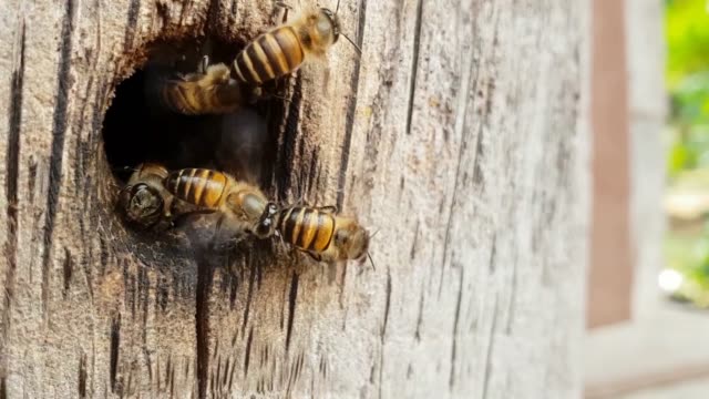 Bees-nest-as-a-team.-On-the-wood,-slow-motion-and-slow-motion.