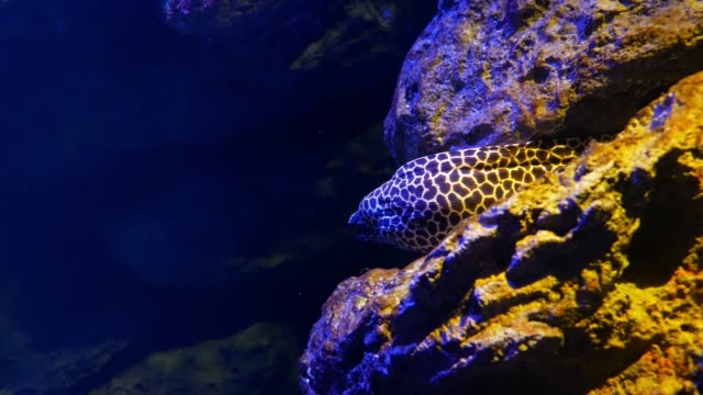 Sea-eels-in-fish-tank,-Aquarium-decoration.-Moray-Eel-in-fish-tank.
