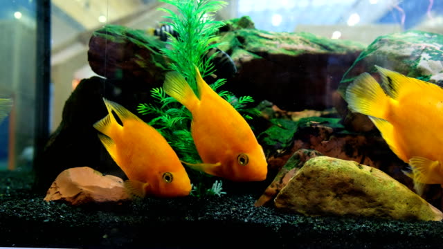 Yellow-fish-swim-in-the-aquarium-in-the-store,-4k.