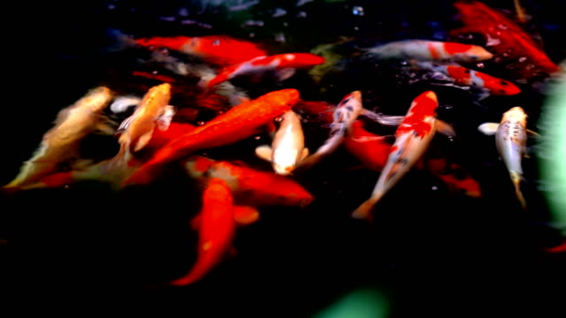 Peces-koi-o-carpa-coloreada-nadando-alrededor-de-charca.