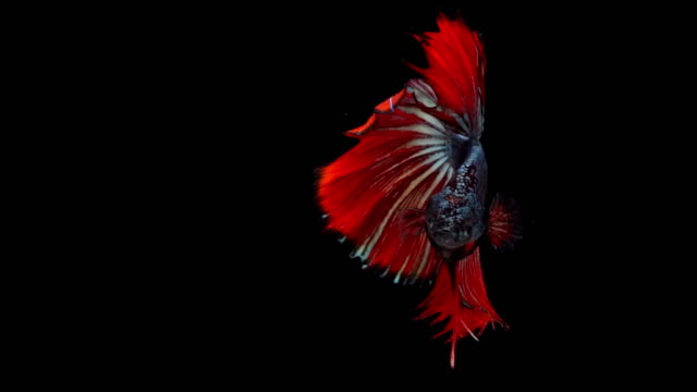 Super-lenta-de-rojo-pez-luchador-de-Siam-(Betta-splendens),-bien-conocido-nombre-es-Plakat-tailandés