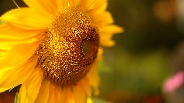 natürlichen-Hintergrundbild-der-schönen-gelben-Sonnenblume