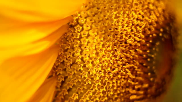 natürlichen-Hintergrundbild-der-schönen-gelben-Sonnenblume