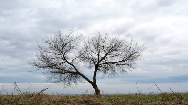 Hermoso-árbol-de-Time-lapse-cielo-4k