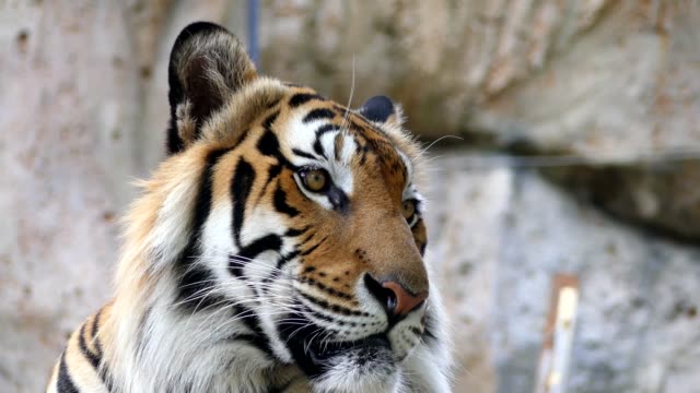 Tigre-lindo-en-la-naturaleza