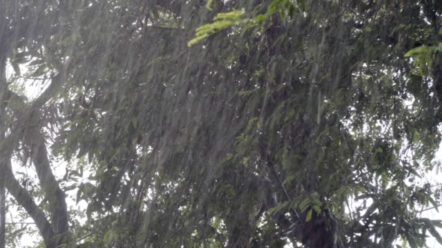 Caída-de-lluvia-en-el-jardín-botánico-tropical