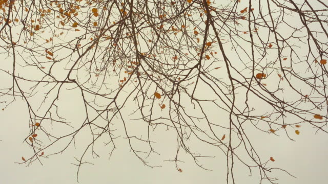 Last-golden-autumn-leaves-on-branches-and-grey-overcast-sky.