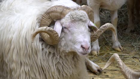 the-RAM-chews-,-posing-and-meditating-closeup