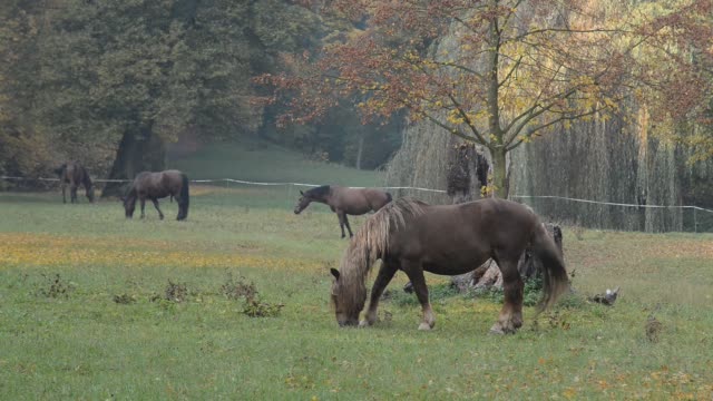 Horses-grazing-on-the-meadow.--No-camera-movement.