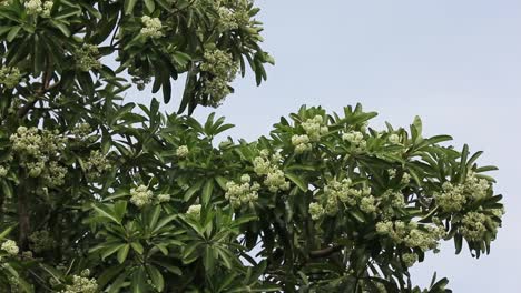 Flor-Verde-pizarra-árbol-o-árbol-del-diablo