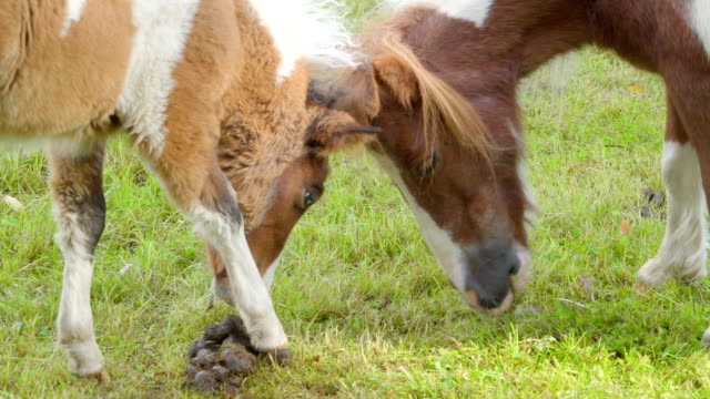Zwei-braune-kleine-Ponys,-die-Gräser-auf-dem-Boden-essen
