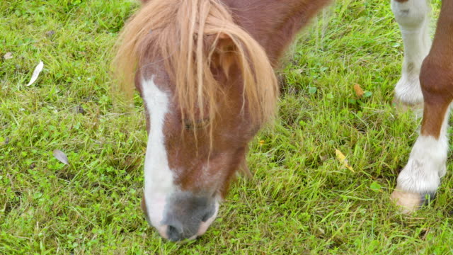 Die-genaueren-Blick-des-braunen-Pony-kaute-Rasen