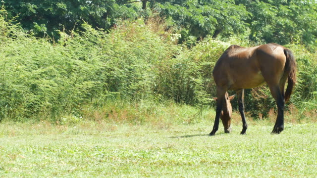 Pferde-sind-auf-dem-Rasen-auf-der-Wiese-weiden.