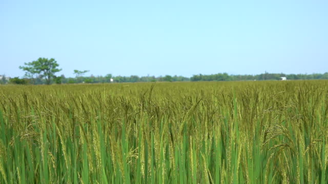 SLOW-MOTION,-CLOSE-UP:-Large-field-of-rice-rustling-in-the-gentle-summer-breeze.