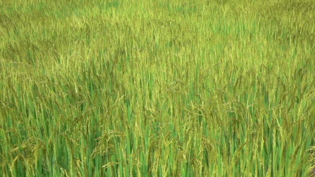 Zeitlupe:-Filmischen-Blick-auf-Reis-erntereif-wiegen-sich-im-sanften-wind