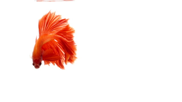 Super-slow-motion-of-vibrant-Siamese-fighting-fish-(Betta-splendens),-well-known-name-is-Plakat-Thai