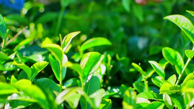 Frau-grüner-Tee-pflücken-lässt-auf-Plantagen-in-der-Provinz-Chiang-Rai-in-Nordthailand.