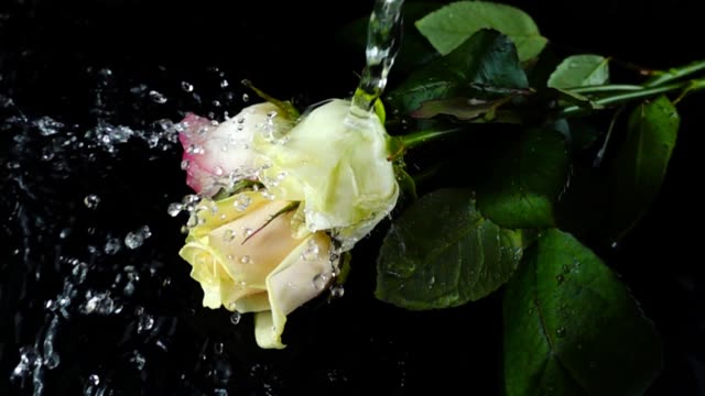 Water-flow-flows-on-a-rose.-Slow-motion.