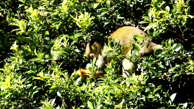 Squirrel-monkey-on-tree-in-Chiangmai-Thailand