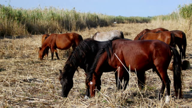 Wild-horses-in-the-danube-delta,-Letea-forest