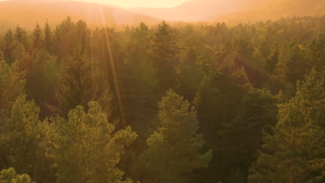Antenne:-Goldene-Abend-Sonnenstrahlen-glänzen-auf-den-großen-grünen-Nadelwald.