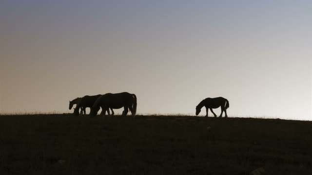 Group-of-horses-at-dusk