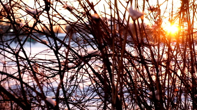 Movement-of-the-camera-from-left-to-right,-sunset-rays-shine-through-the-bare-branches-of-bushes,-slow-motion