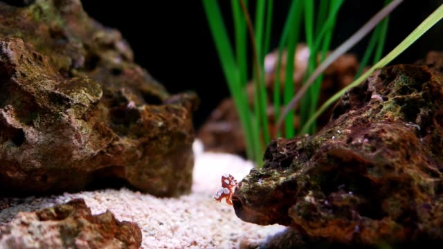 hermosa-camarón-pequeño-en-tanque-de-peces.