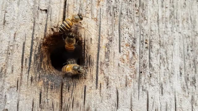 Bienen-nisten-als-Team.-Für-Holz,-Slow-Motion-und-Slow-Motion.