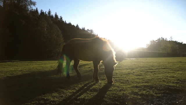Horse.-Horse-walking-in-the-field