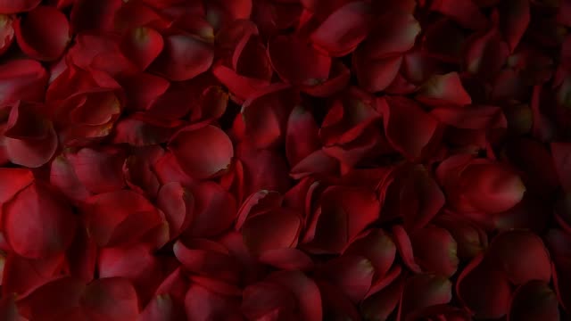 rose-petals-hd-footage