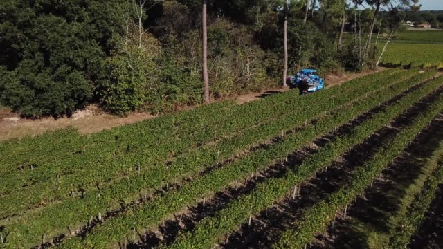 Traube-Erntemaschine,-Luftaufnahme-von-Weinland-Ernten-der-Trauben-mit-Harvester-Maschine,-Drohne-auf-Bordeaux-Weinbergen-Landschaft,-Frankreich