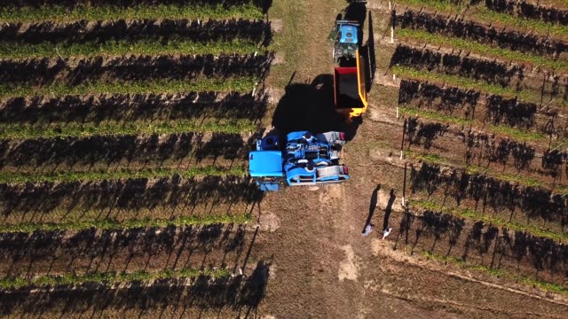 Traube-Erntemaschine,-Luftaufnahme-von-Weinland-Ernten-der-Trauben-mit-Harvester-Maschine,-Drohne-auf-Bordeaux-Weinbergen-Landschaft,-Frankreich